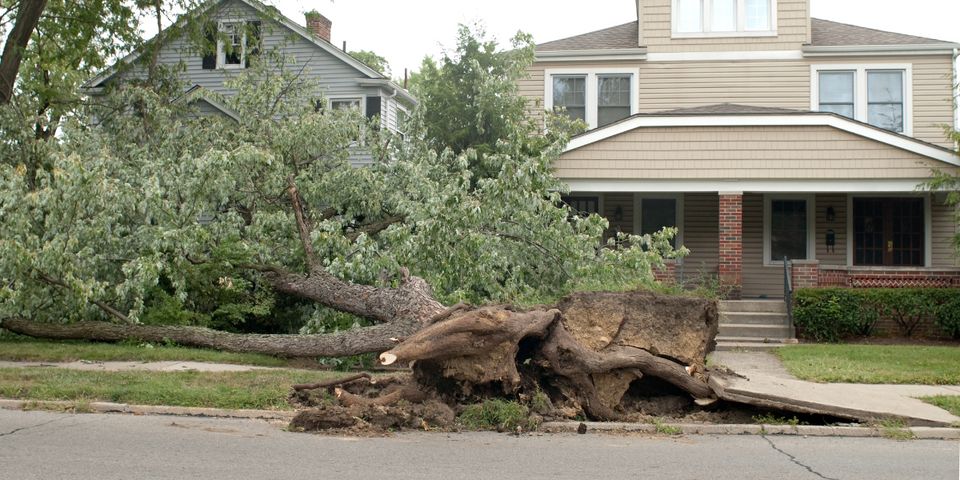 how-do-thunderstorms-affect-trees-rivertown-tree-service-llc